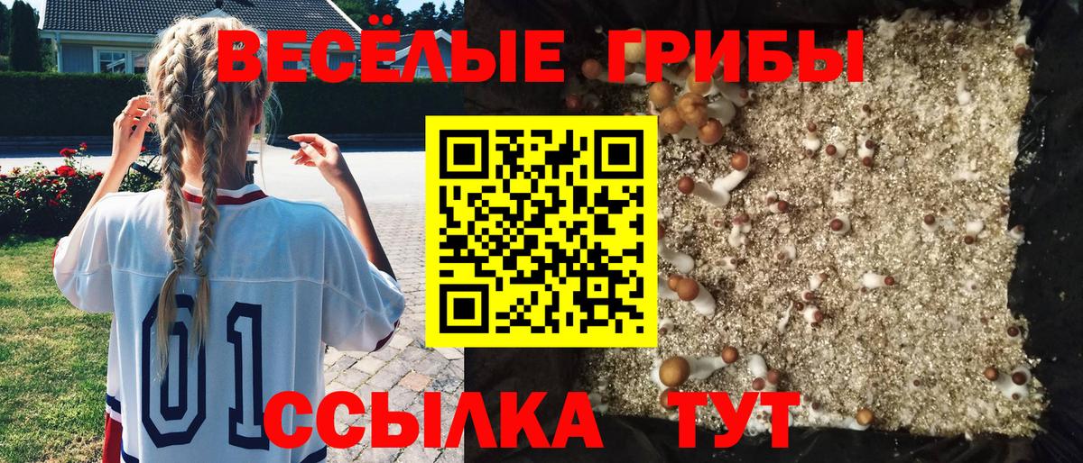 Галлюциногенные грибы мицелий  Вход с VPN  Сосновый Бор 